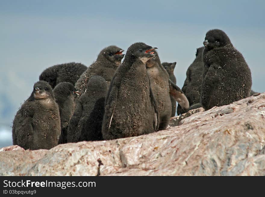 Adelie Penguin chicks