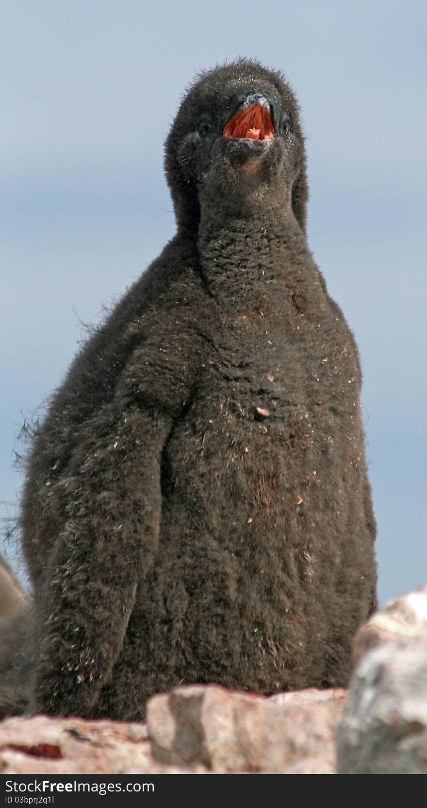 Adelie Penguin Chick 2