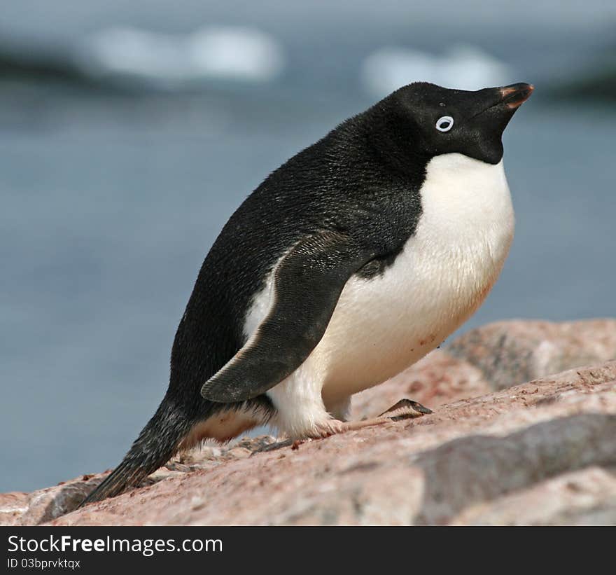 Adelie Penguin 10