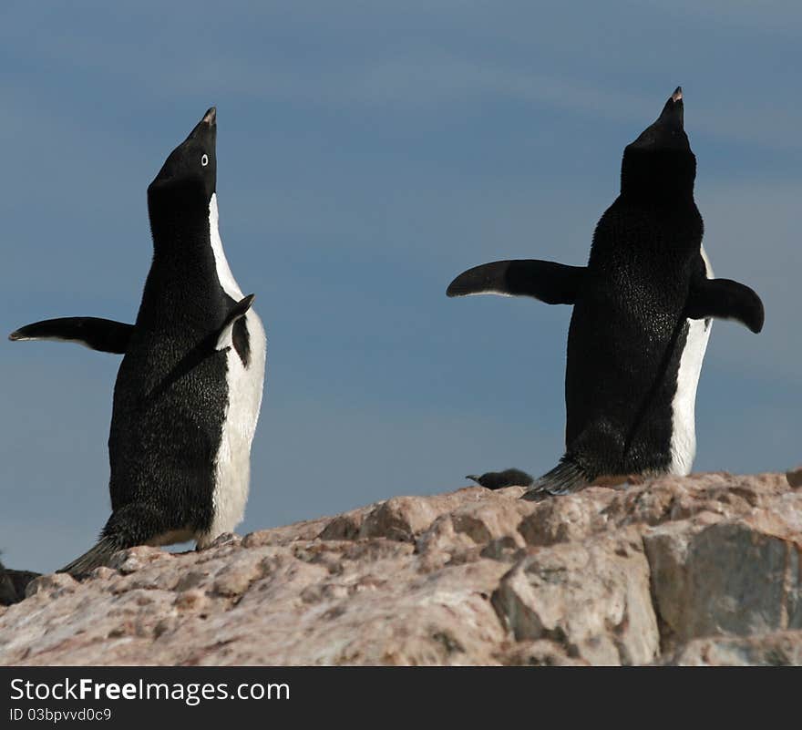 Adelie Penguins