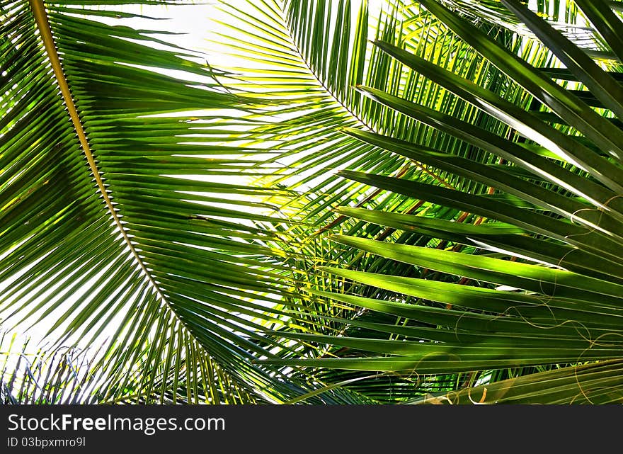 Various palm leaves in different shades on white background