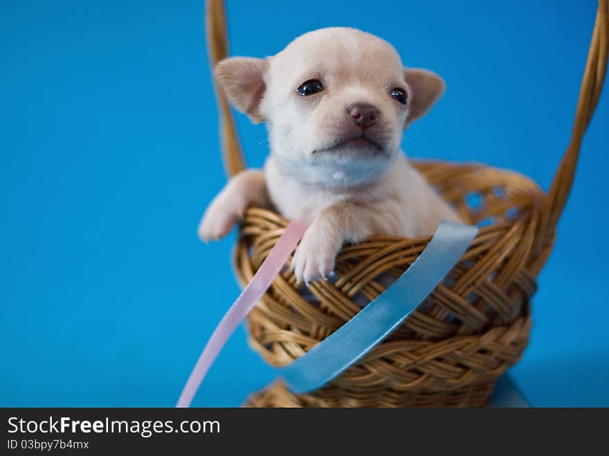 Chihuahua puppy in the basket. Chihuahua puppy in the basket