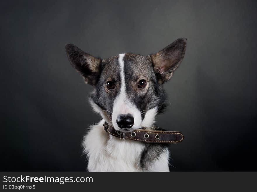 Portrait of mongrel-dog on black backgroun