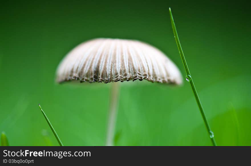 Mushroom in a garden on green background. Mushroom in a garden on green background