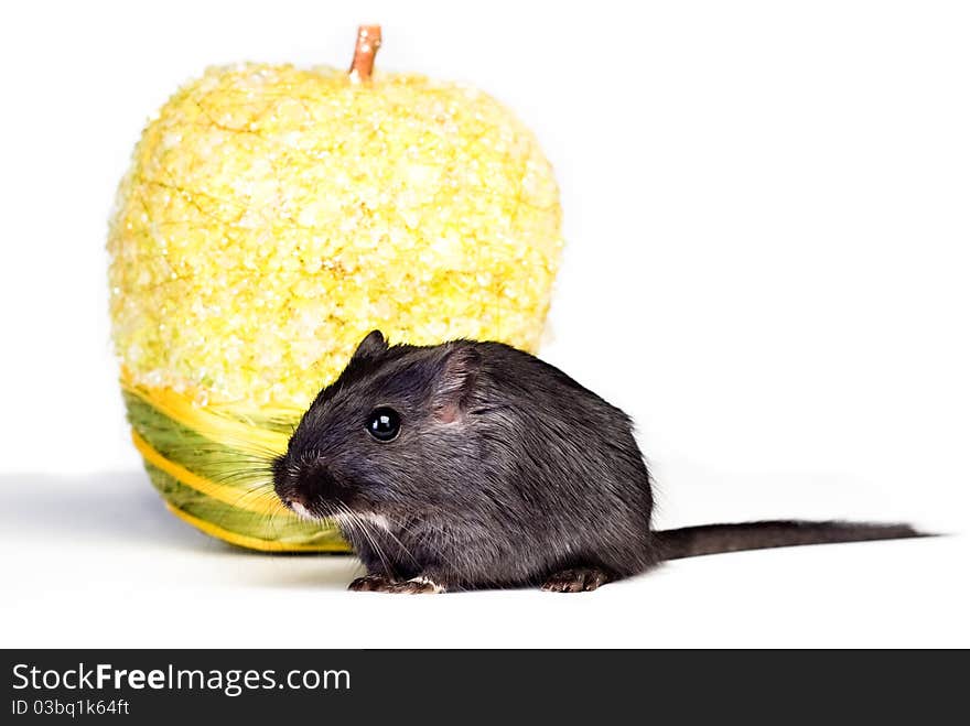 Little mouse with yellow apple. Little mouse with yellow apple