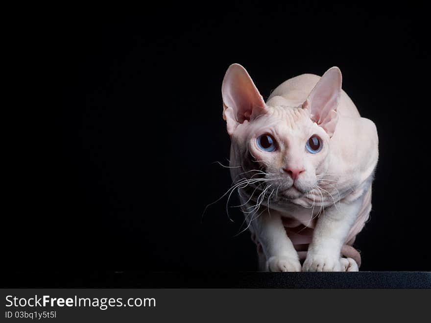 Pink sphinx cat looking from the dark