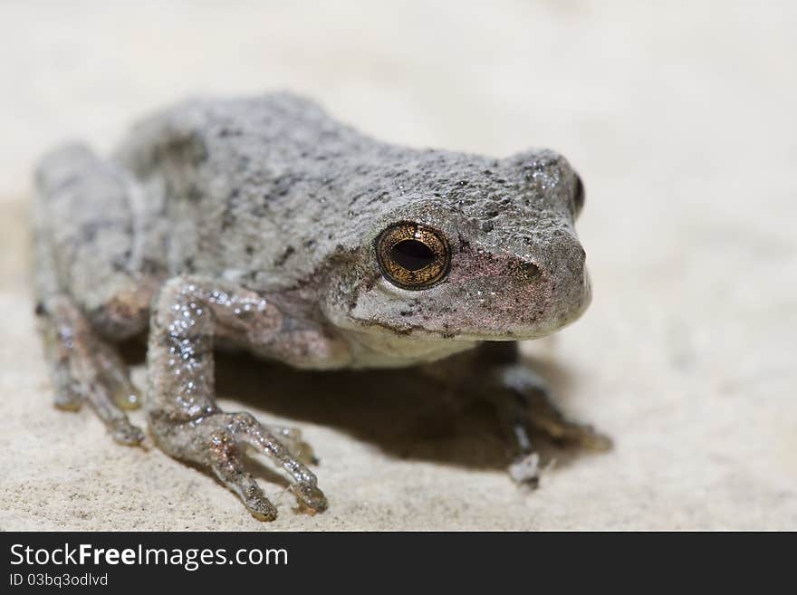 Cope s Gray Tree Frog