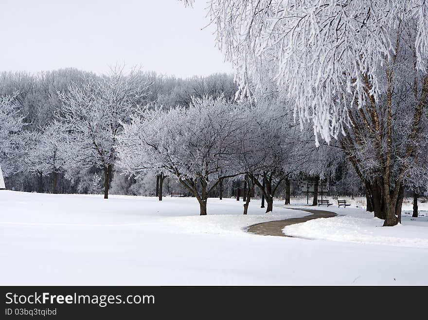 Fresh Snow On Park Trees