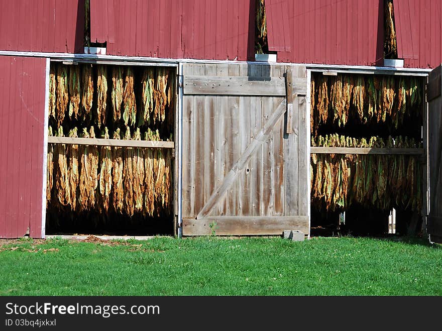 Amish tobacco