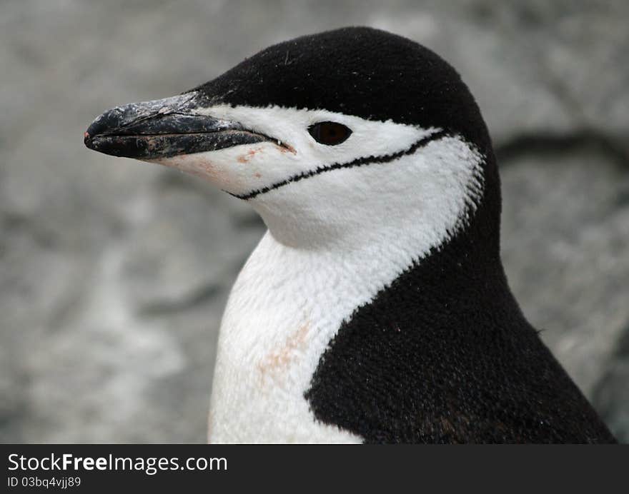 Headshot of a Chinstrap penguin. Headshot of a Chinstrap penguin