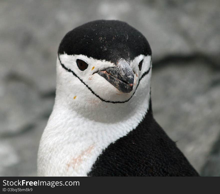 Headshot of a Chinstrap penguin. Headshot of a Chinstrap penguin