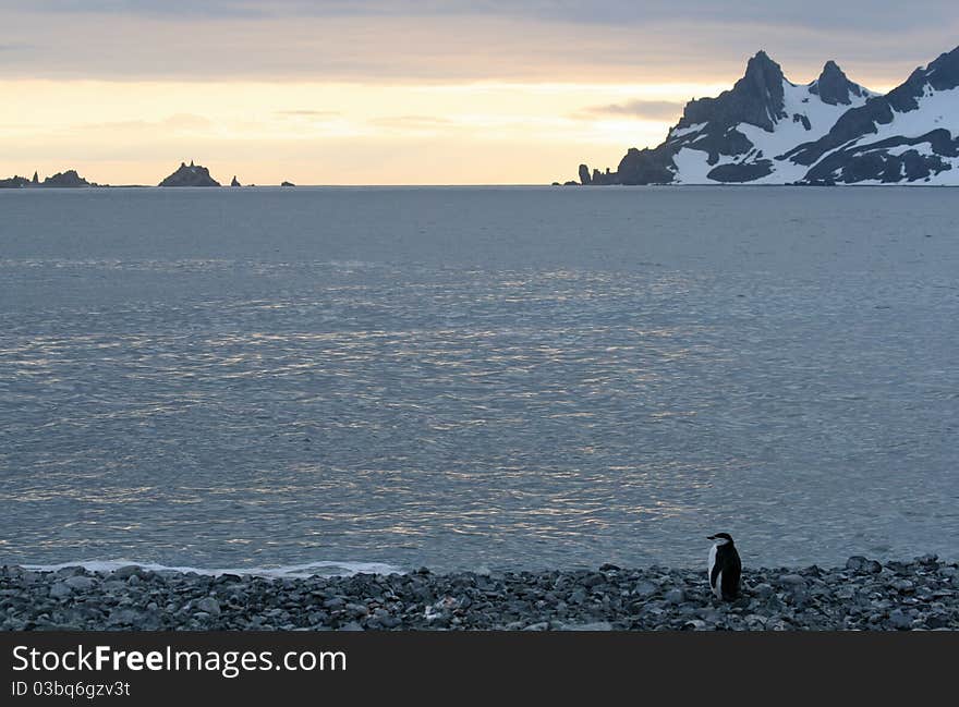 Penguin in Half Moon Bay Antarctica