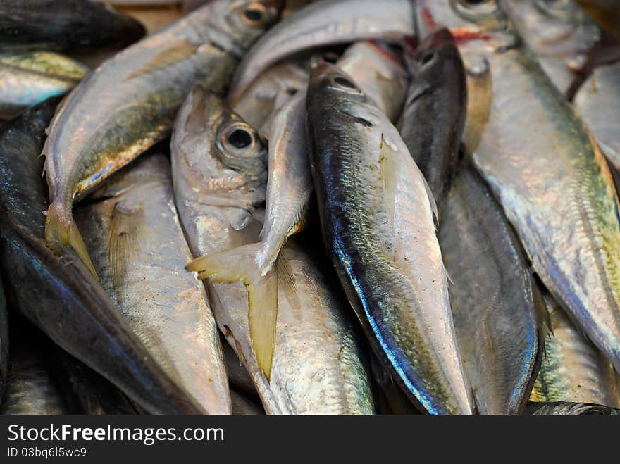 Fresh fish of the adriatic sea just fished