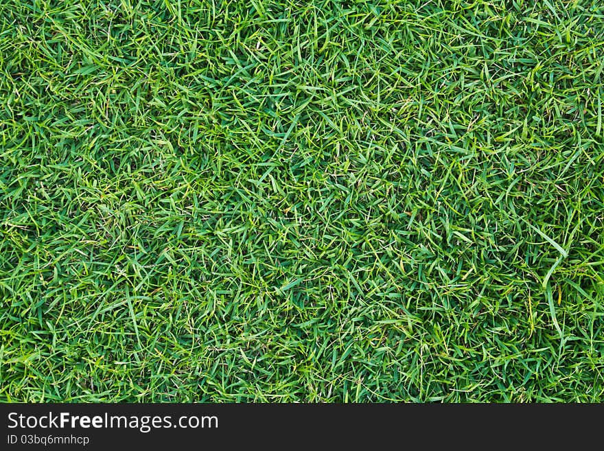 Texture of green grass lawn