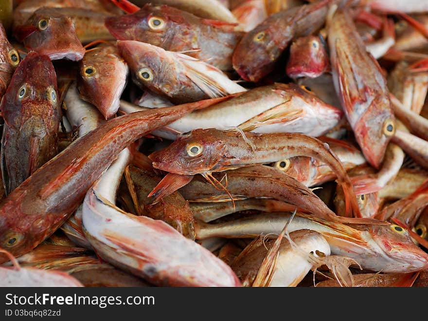 Fresh fish of the adriatic sea just fished