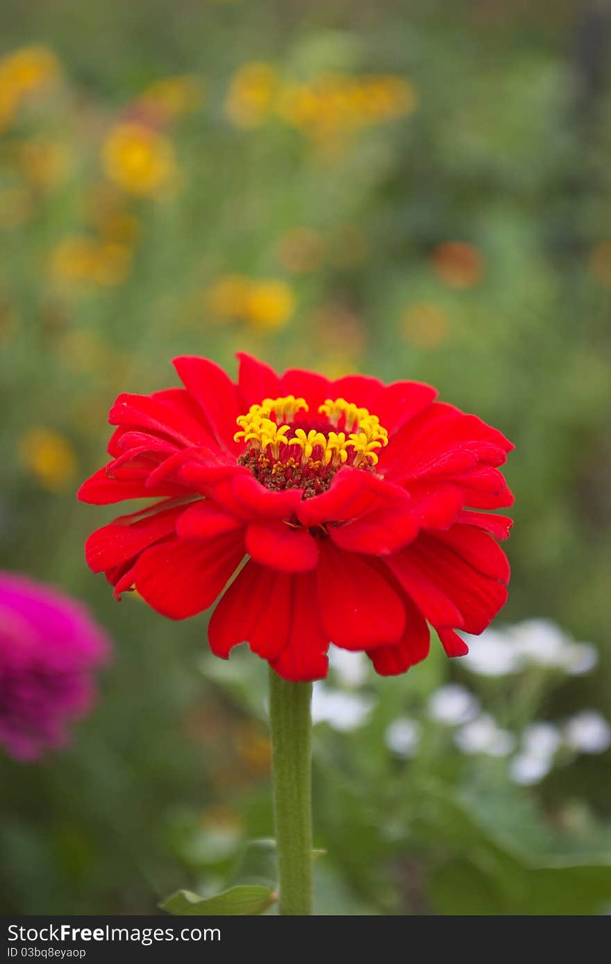 Red dahlia