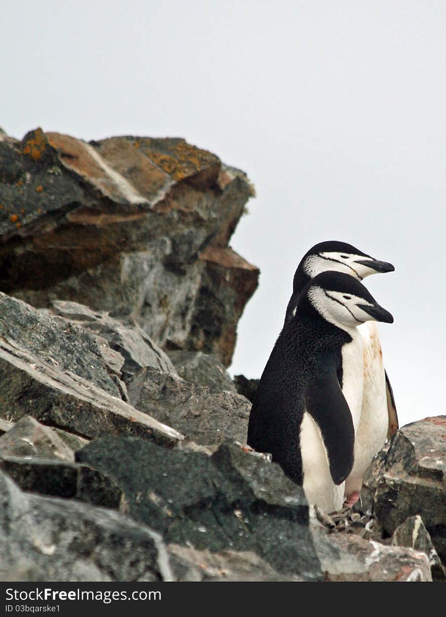 Chinstrap Penguin 26