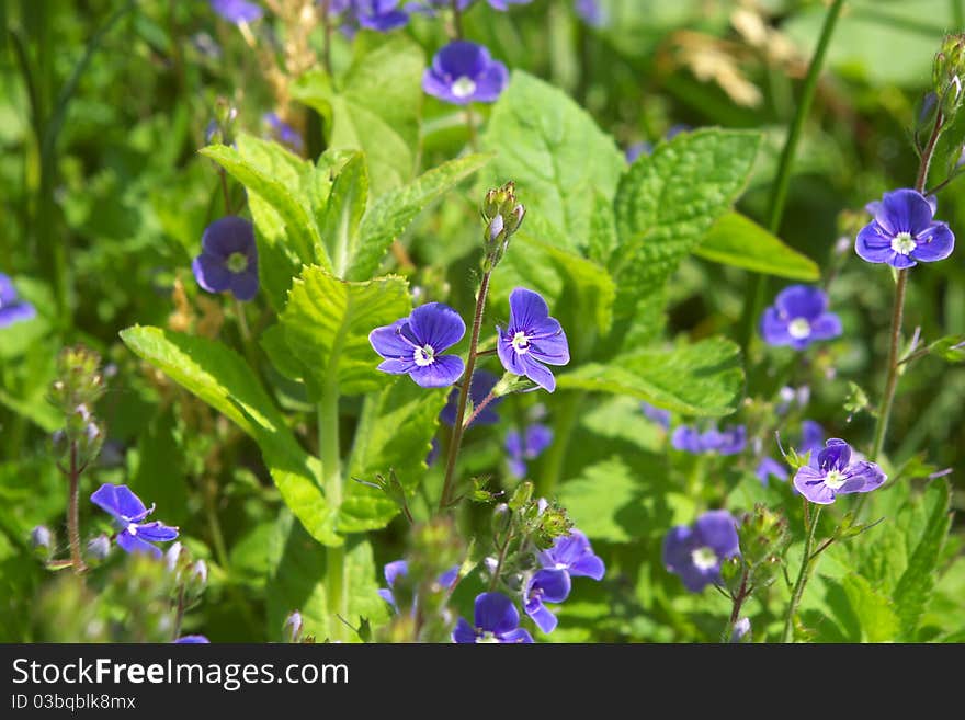 Photo of the Violet Vitrockiana