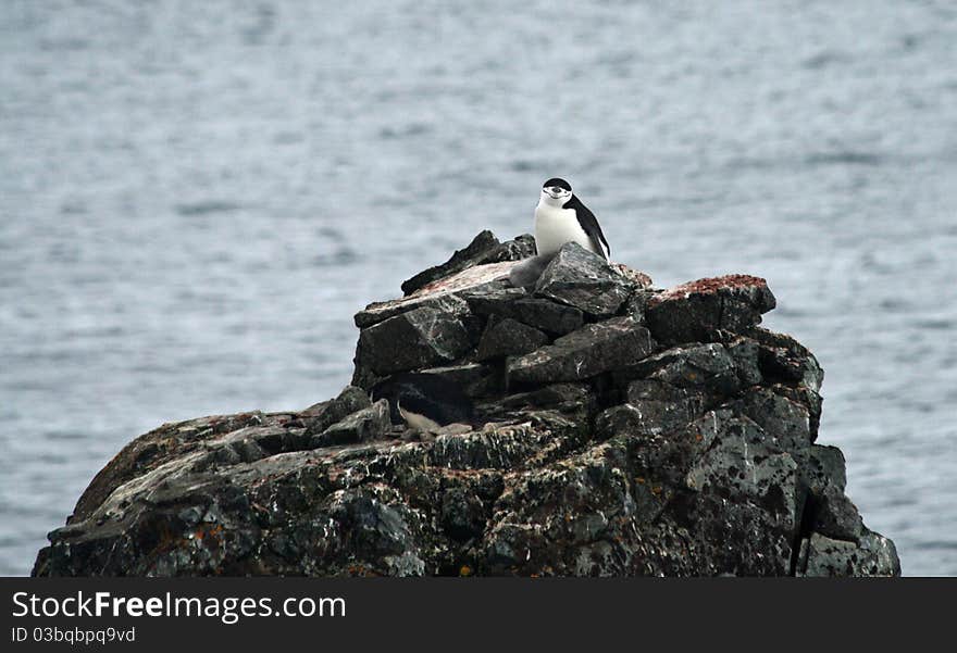 Single Chinstrap penguin on rock. Single Chinstrap penguin on rock