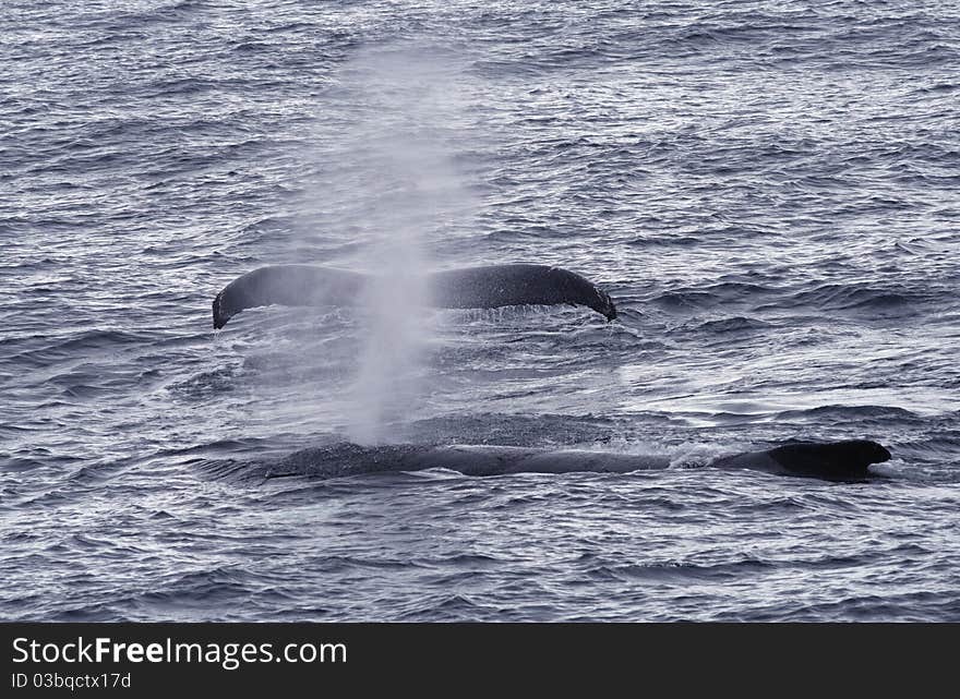 Humpback whales in sea around Antarctica