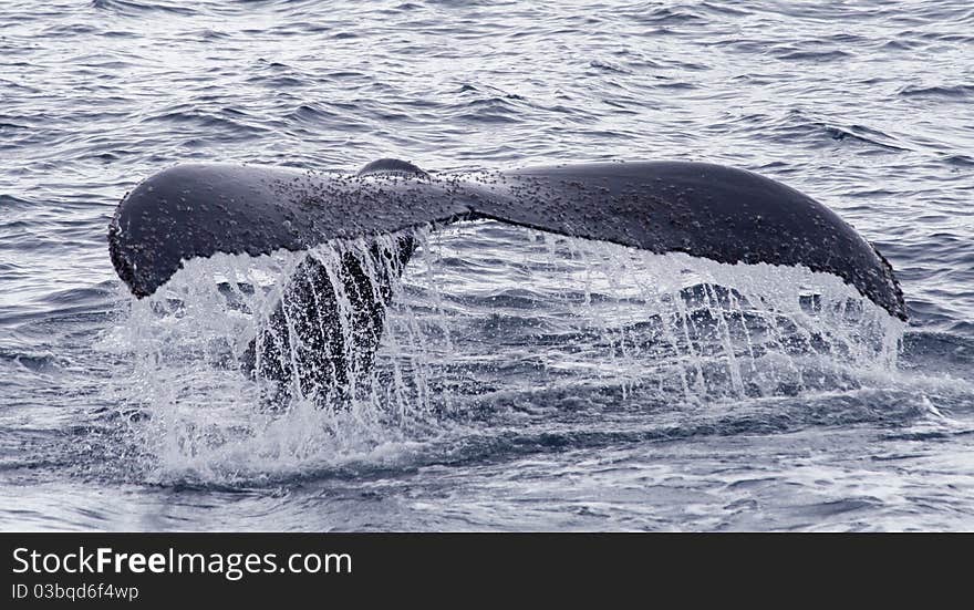 Humpback whale tail coming out of water. Humpback whale tail coming out of water