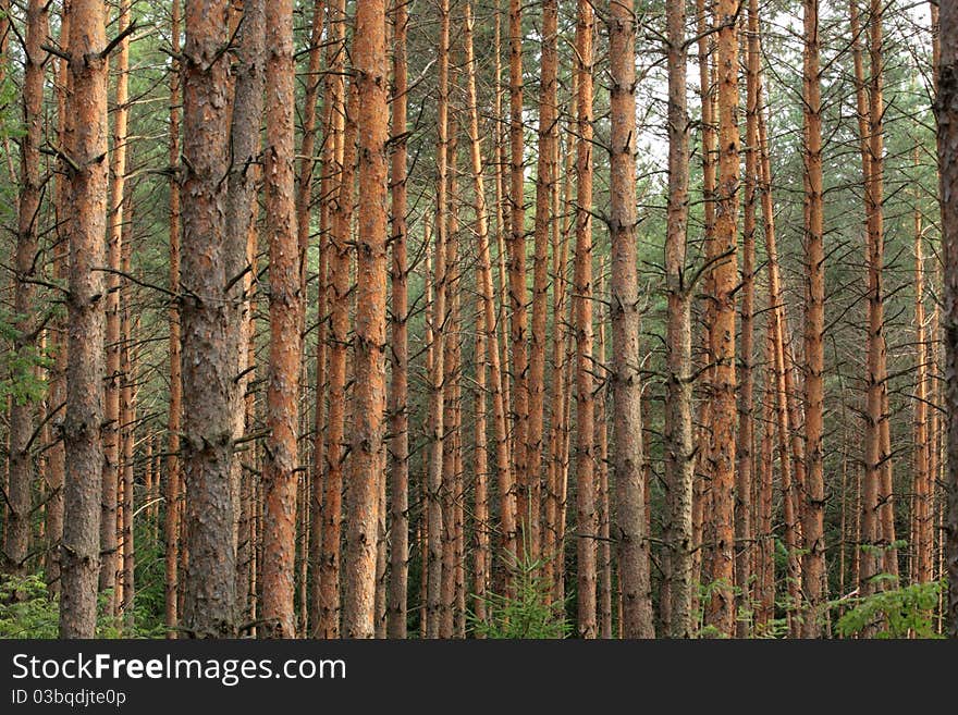 Closeup of trunks and branches of pines