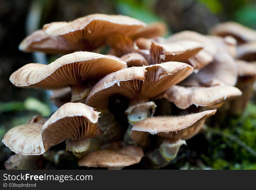 Fungus growing out of mossy tree showing gills