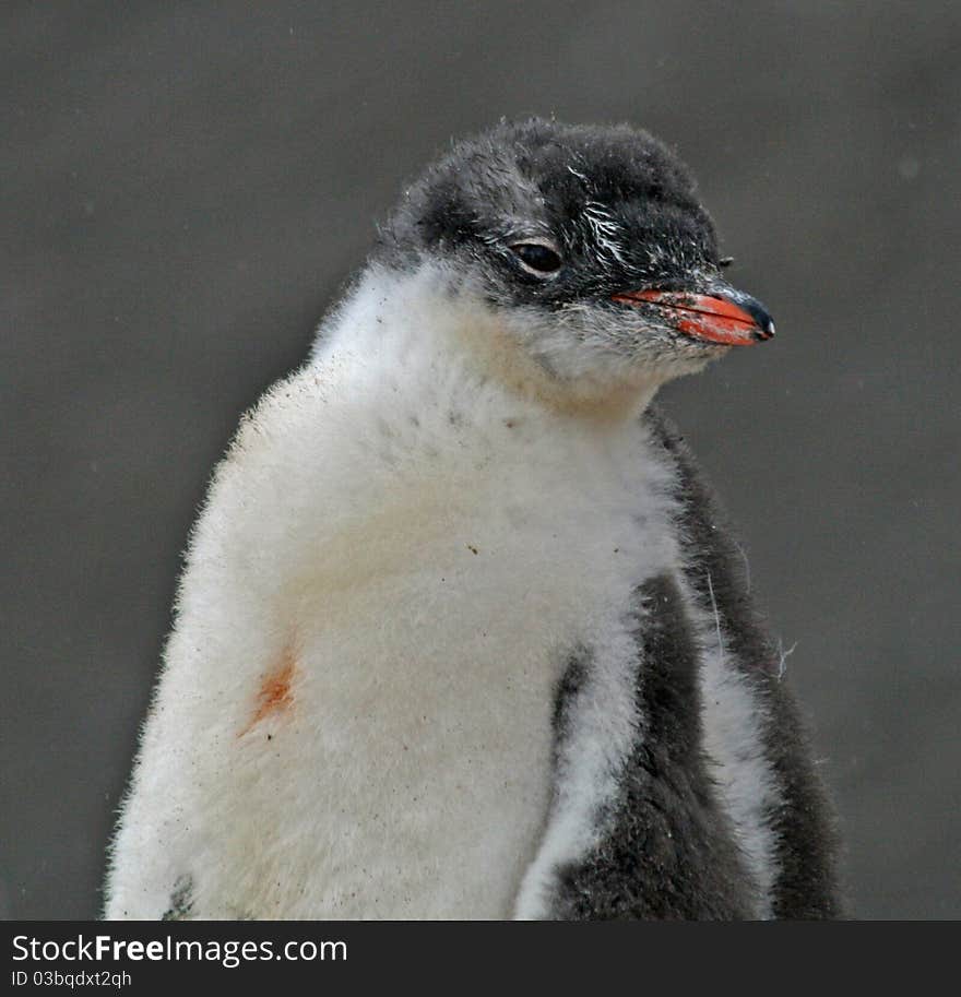 Gentoo penguin chick in Antarctica. Gentoo penguin chick in Antarctica