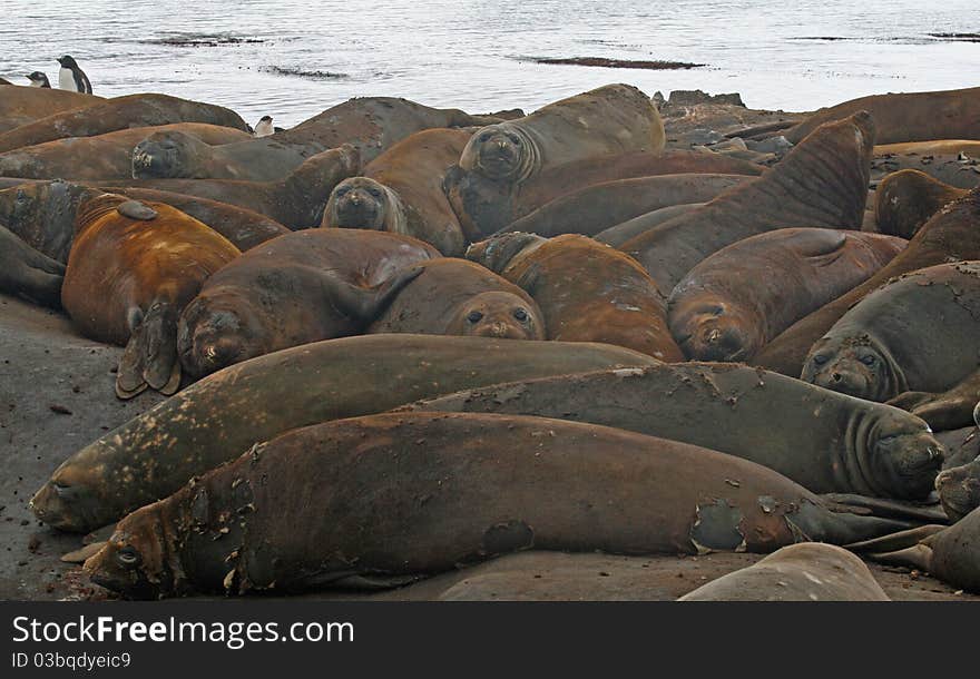 Elephant seals lying on a beach. Elephant seals lying on a beach