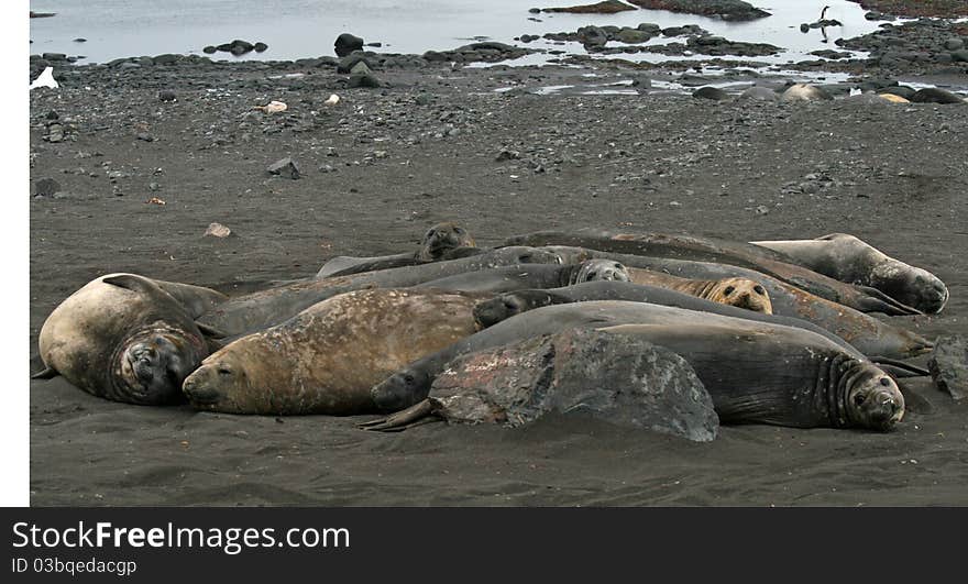 Elephant seals lying on a beach. Elephant seals lying on a beach