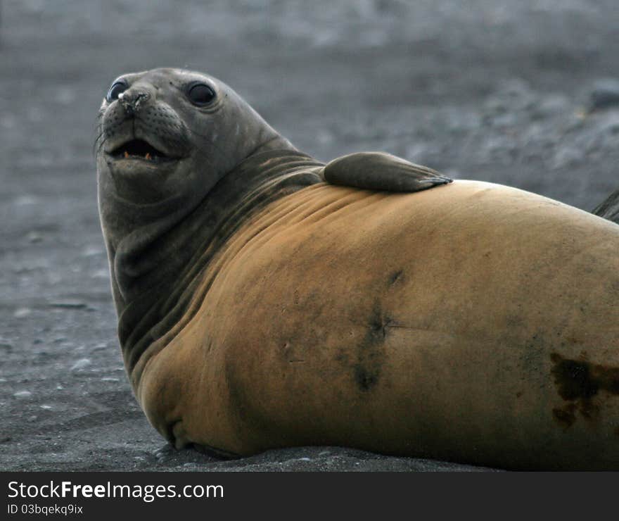 Elephant seal lying on a beach. Elephant seal lying on a beach