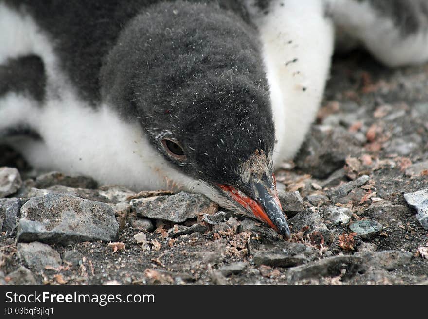 Gentoo penguin chick in Antarctica. Gentoo penguin chick in Antarctica