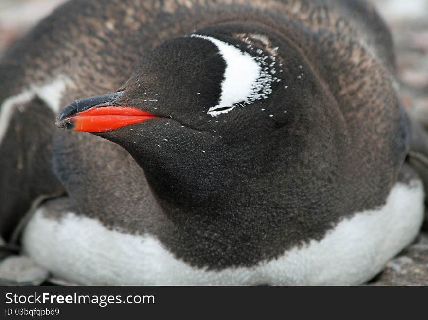 Gentoo penguin on beach in Antarctica. Gentoo penguin on beach in Antarctica