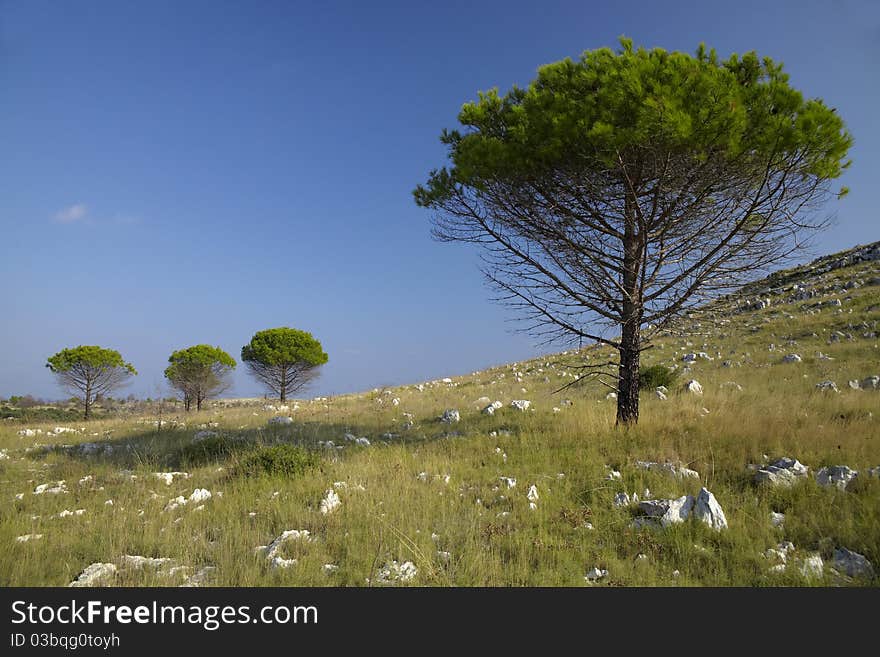 Four trees below hill, grass and rocks. Four trees below hill, grass and rocks