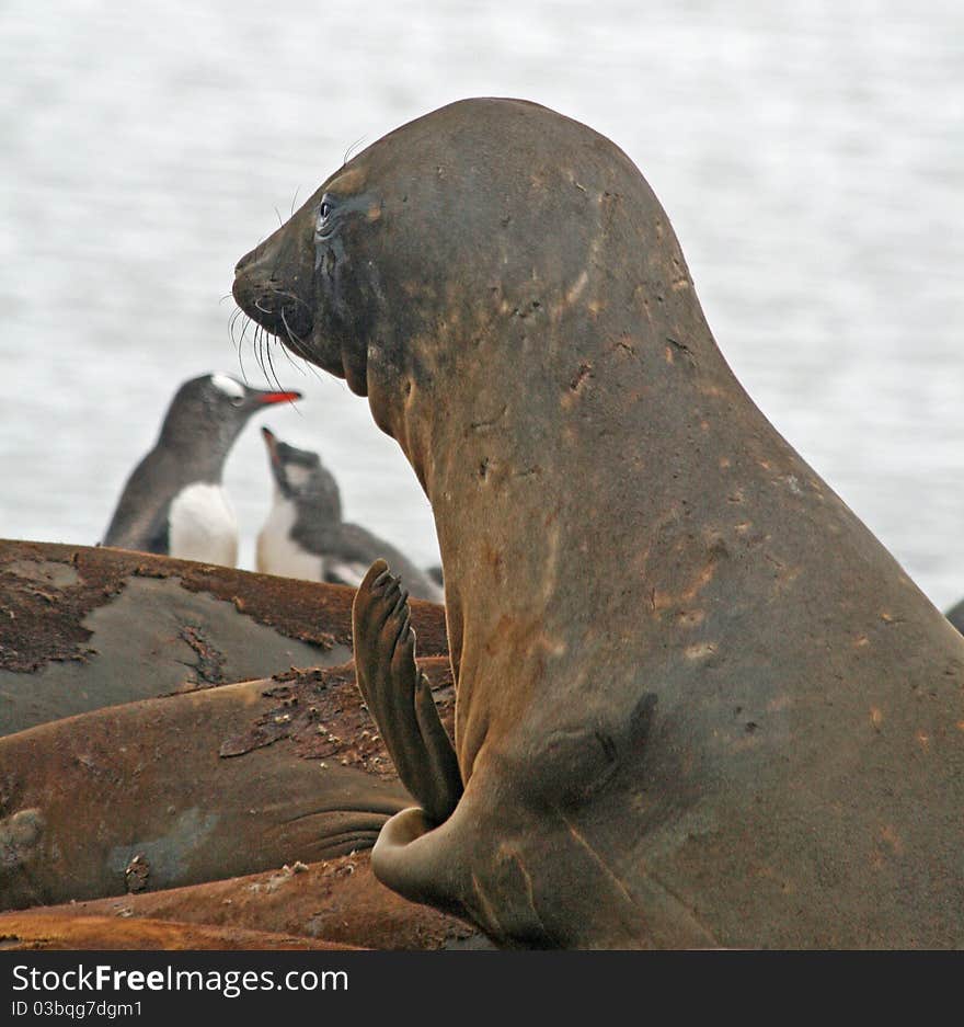 Elephant seal lying on a beach. Elephant seal lying on a beach