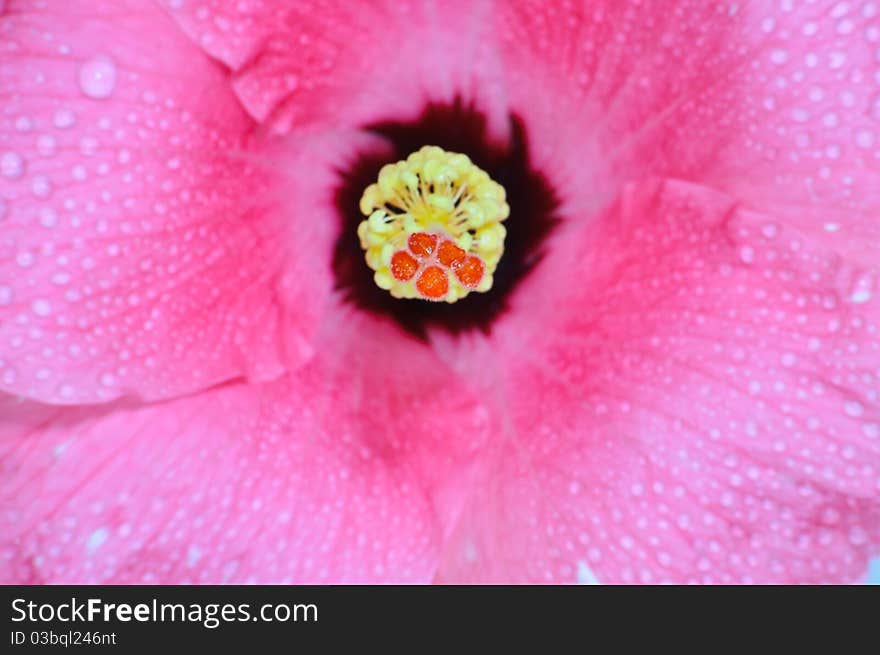 Hibiscus Flower Macro