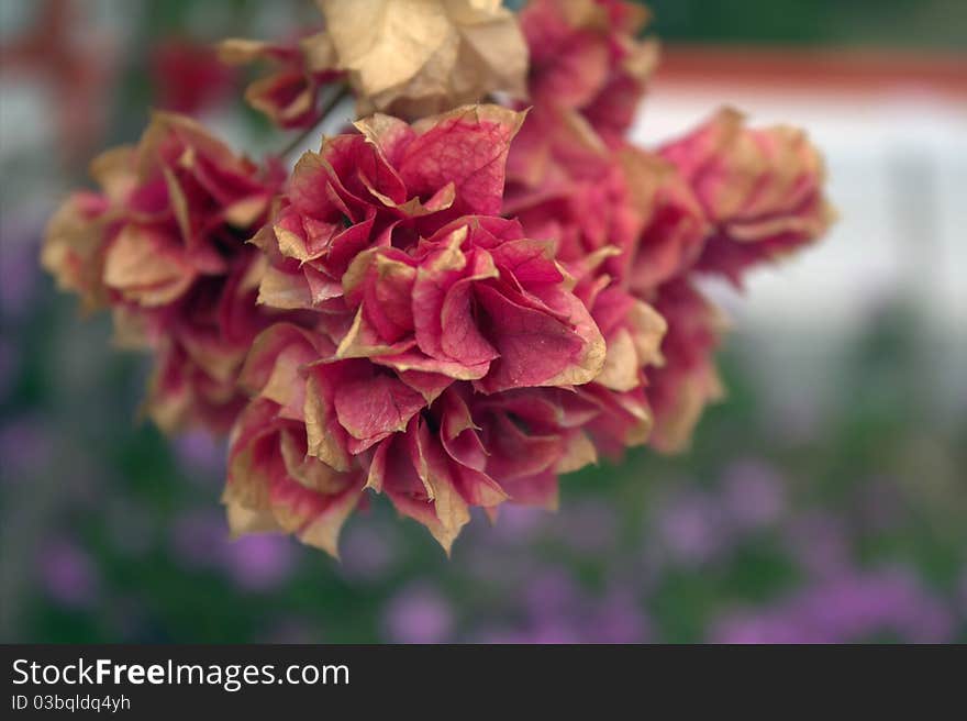 Bougainvilleas are popular ornamental plants in most areas with warm climates. Bougainvilleas are popular ornamental plants in most areas with warm climates.