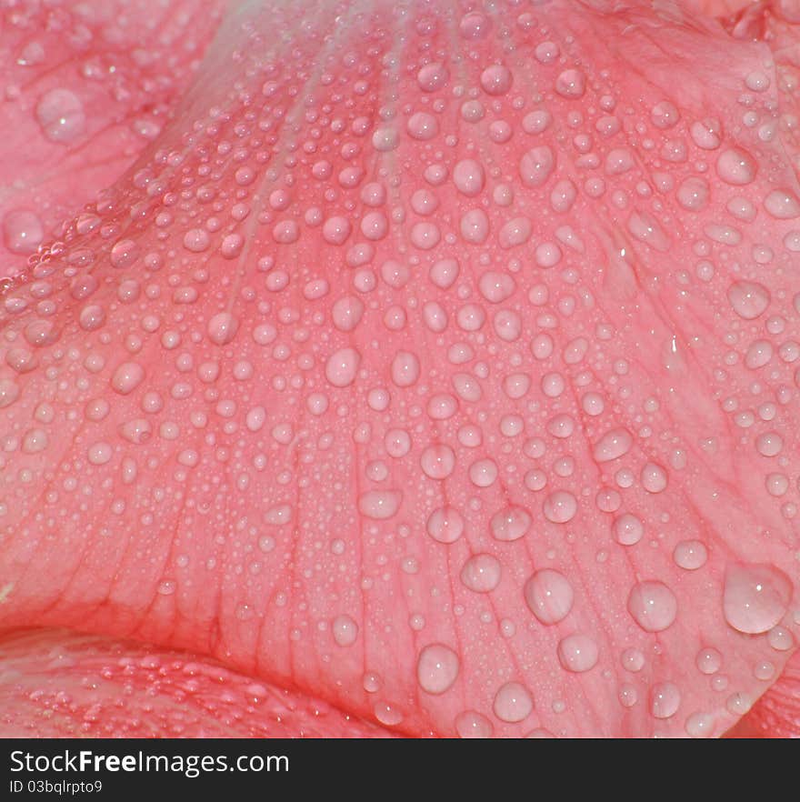 Beautiful Water Drop On Pink Petal