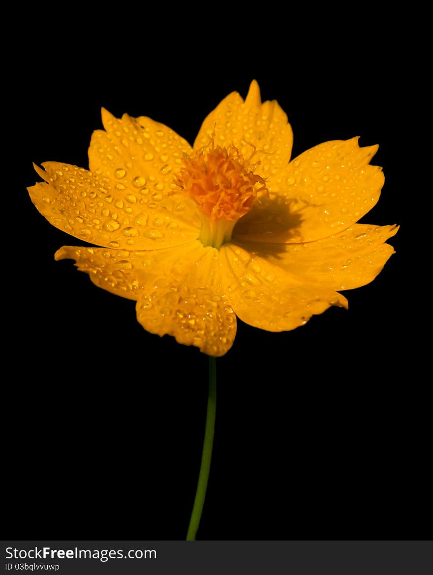 Cosmos flower with water drop