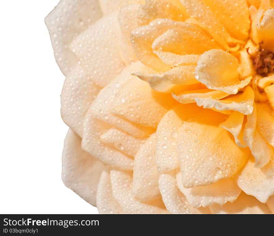 Close-up of a pink rose with water drops. Close-up of a pink rose with water drops