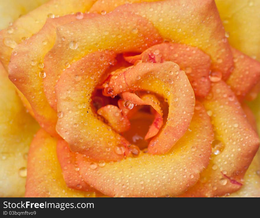 Close-up of a pink rose with water drops. Close-up of a pink rose with water drops