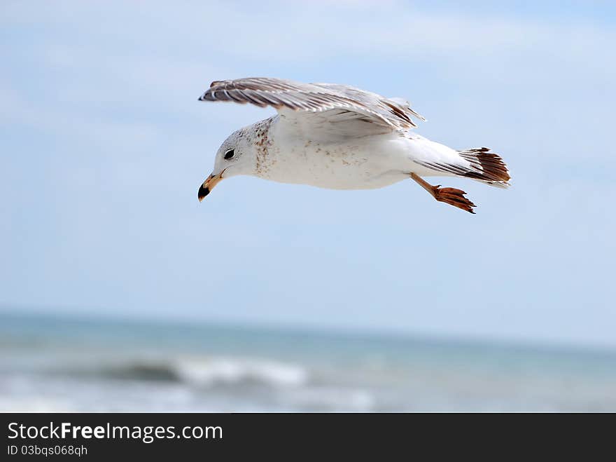 Closeup of seagull flying at the beach