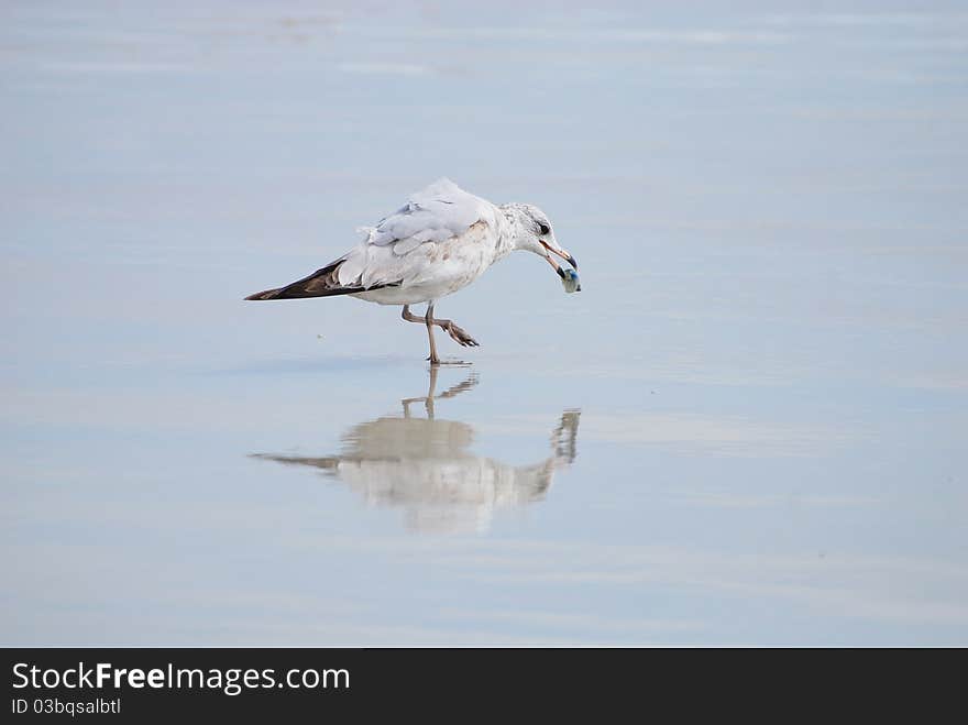 Closeup of seagull eating at the beach