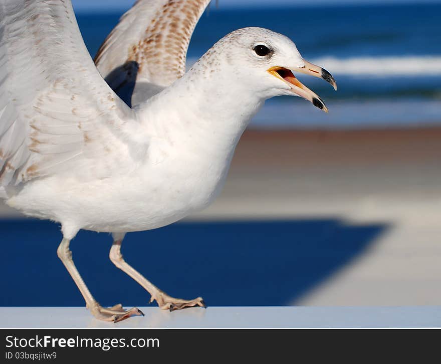 Closeup of seagull flying at the beach