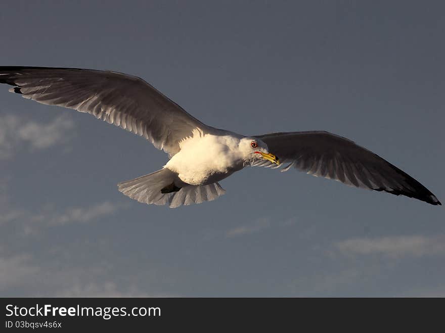 Closeup of seagull flying at the beach