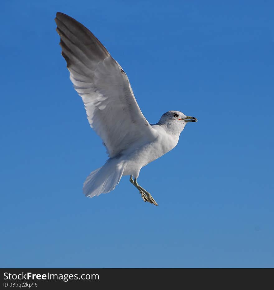 Closeup of seagull flying at the beach