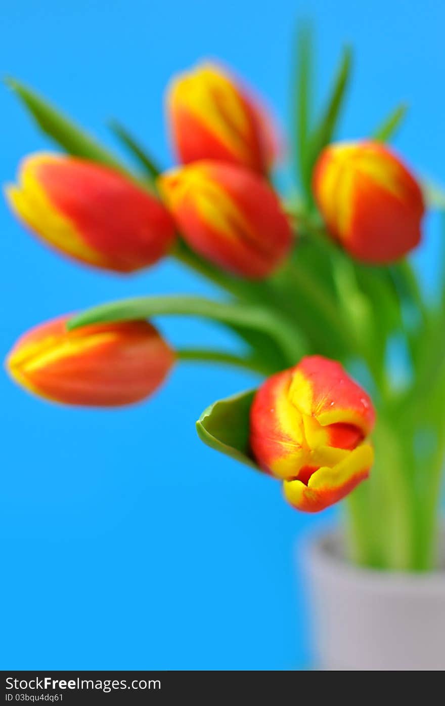 Red and yellow spring tulips arrangement