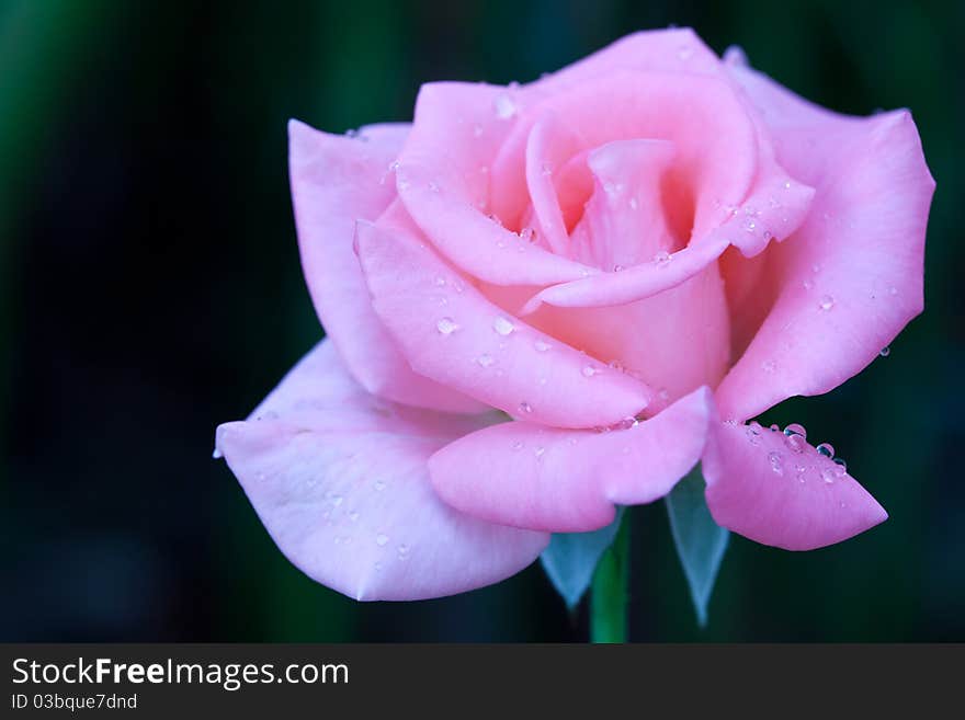 Beautiful pink roses