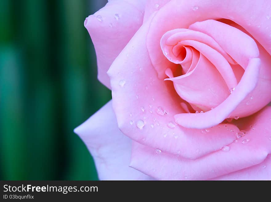 Beautiful Pink Roses