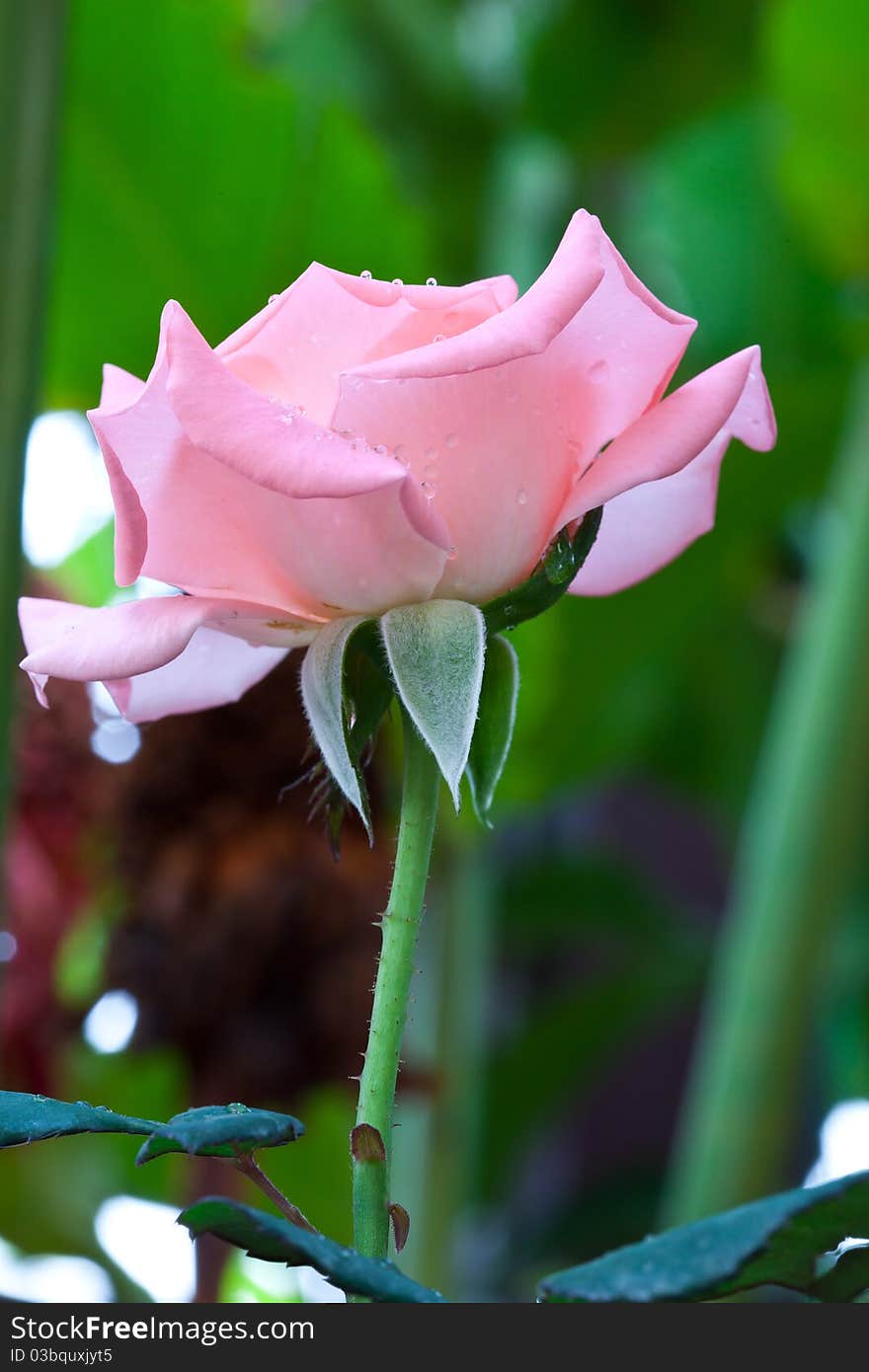 Beautiful Pink Roses